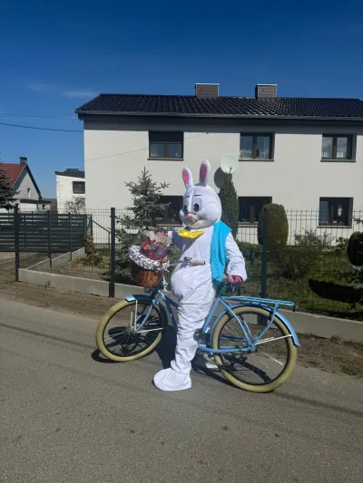 Zając na ulicach Krasiejowa