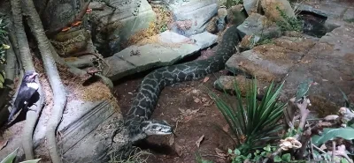 Wypreparowane okazy zwierząt w muzeum